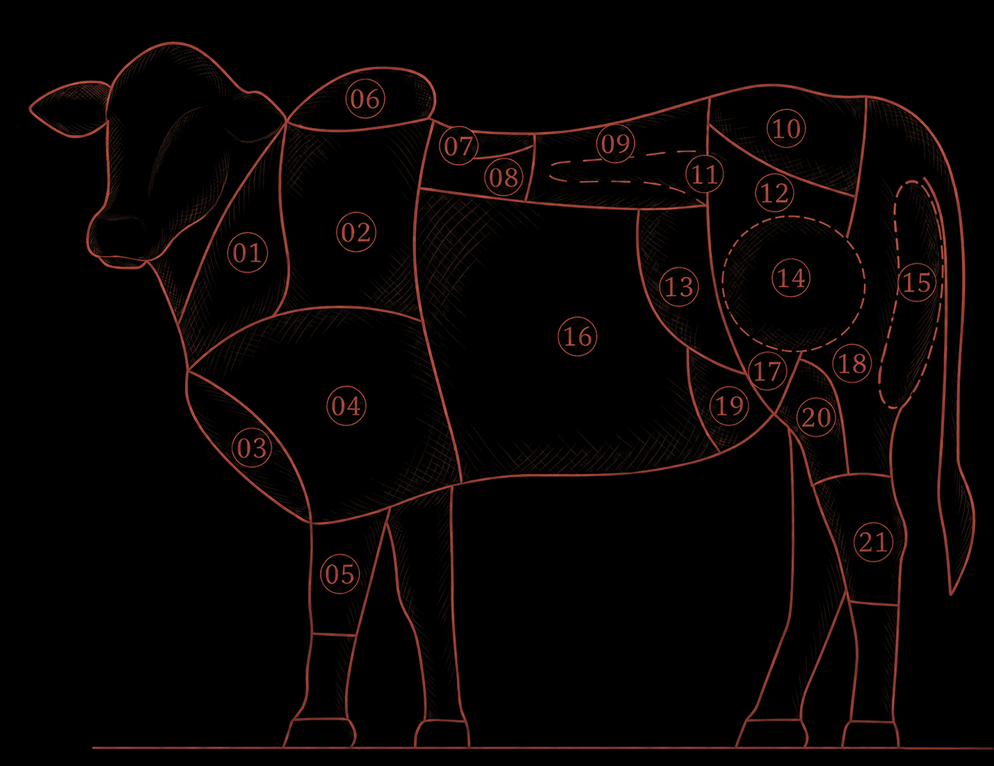 Anatomia do boi com 21 cortes brasileiros